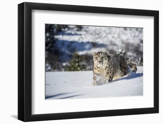 Snow Leopard (Panthera India), Montana, United States of America, North America-Janette Hil-Framed Photographic Print