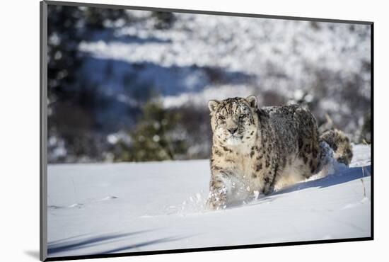 Snow Leopard (Panthera India), Montana, United States of America, North America-Janette Hil-Mounted Photographic Print