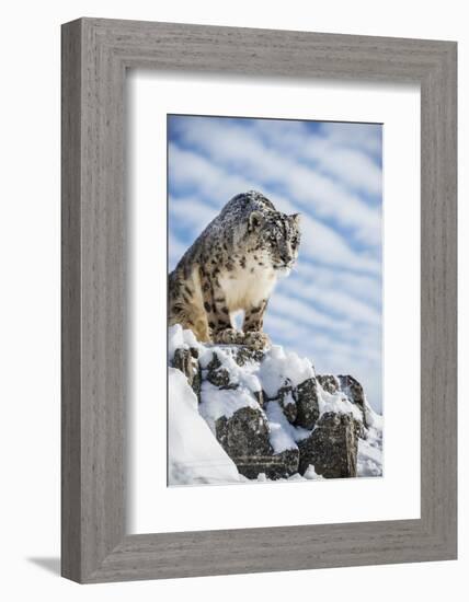 Snow Leopard (Panthera India), Montana, United States of America, North America-Janette Hil-Framed Photographic Print