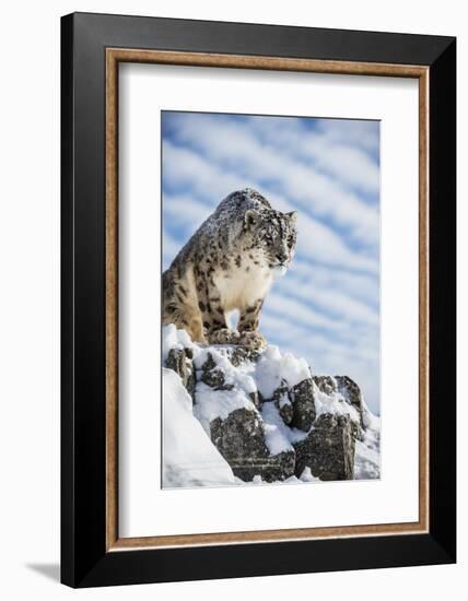 Snow Leopard (Panthera India), Montana, United States of America, North America-Janette Hil-Framed Photographic Print