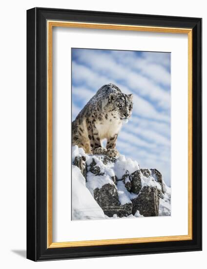 Snow Leopard (Panthera India), Montana, United States of America, North America-Janette Hil-Framed Photographic Print