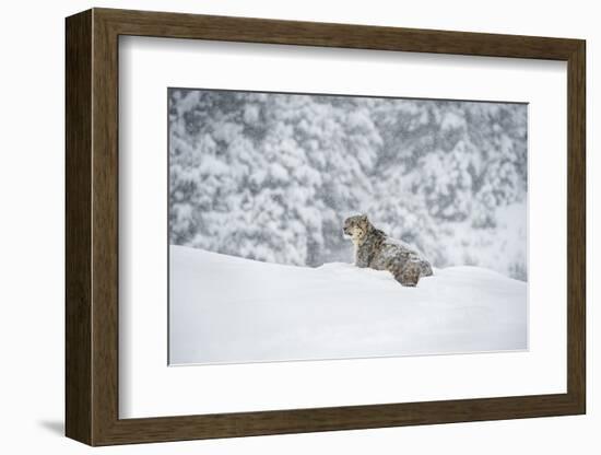 Snow Leopard (Panthera India), Montana, United States of America, North America-Janette Hil-Framed Photographic Print