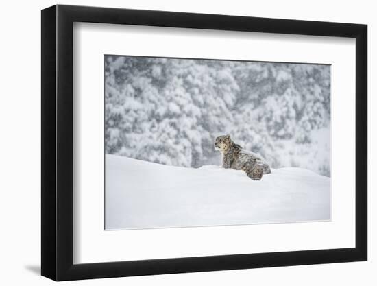 Snow Leopard (Panthera India), Montana, United States of America, North America-Janette Hil-Framed Photographic Print