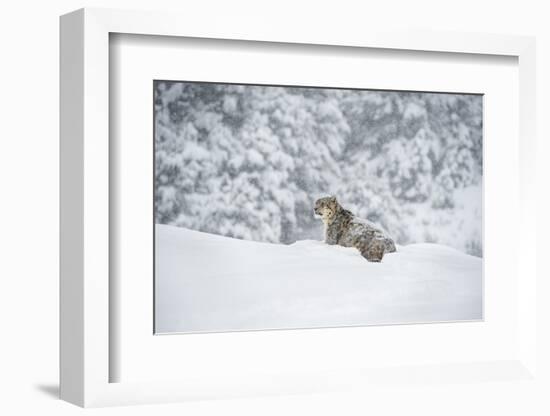 Snow Leopard (Panthera India), Montana, United States of America, North America-Janette Hil-Framed Photographic Print