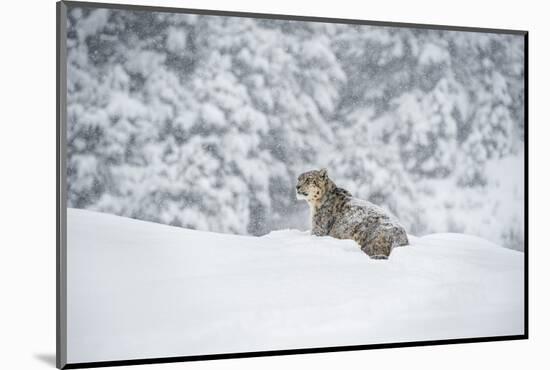 Snow Leopard (Panthera India), Montana, United States of America, North America-Janette Hil-Mounted Photographic Print