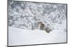 Snow Leopard (Panthera India), Montana, United States of America, North America-Janette Hil-Mounted Photographic Print