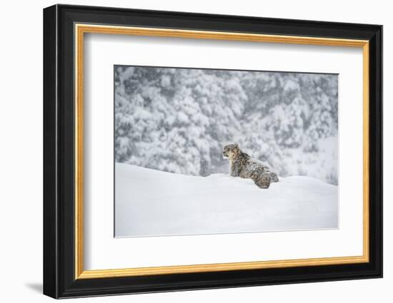 Snow Leopard (Panthera India), Montana, United States of America, North America-Janette Hil-Framed Photographic Print