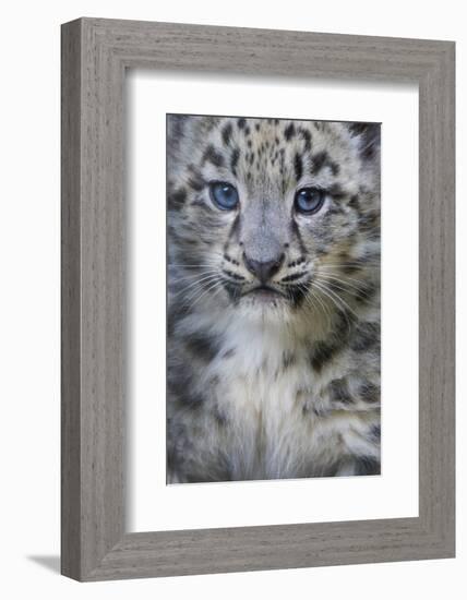 Snow leopard (Panthera uncia) cub age three months, captive-Edwin Giesbers-Framed Photographic Print