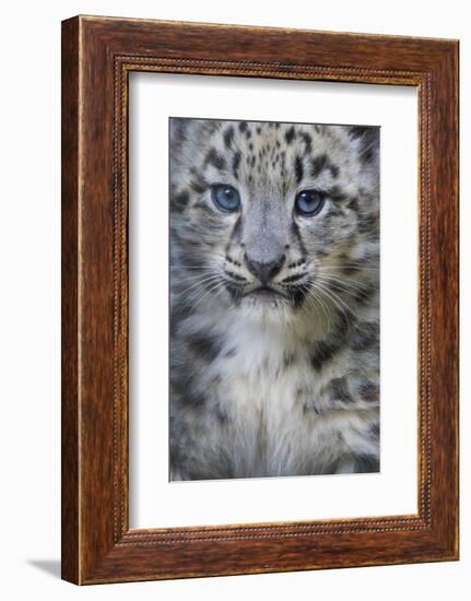 Snow leopard (Panthera uncia) cub age three months, captive-Edwin Giesbers-Framed Photographic Print