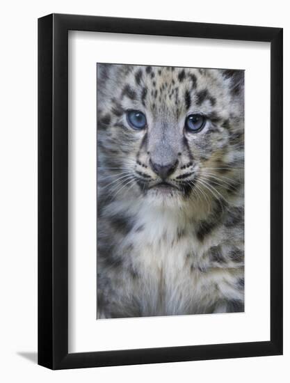 Snow leopard (Panthera uncia) cub age three months, captive-Edwin Giesbers-Framed Photographic Print