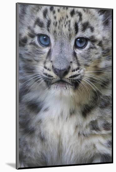 Snow leopard (Panthera uncia) cub age three months, captive-Edwin Giesbers-Mounted Photographic Print