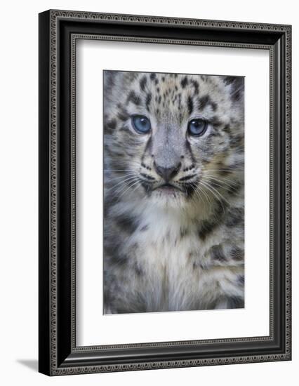 Snow leopard (Panthera uncia) cub age three months, captive-Edwin Giesbers-Framed Photographic Print