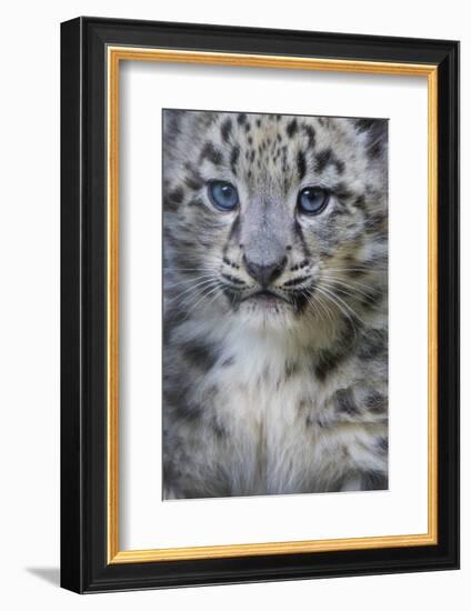 Snow leopard (Panthera uncia) cub age three months, captive-Edwin Giesbers-Framed Photographic Print