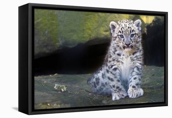 Snow leopard (Panthera uncia) cub age three months, captive-Edwin Giesbers-Framed Premier Image Canvas