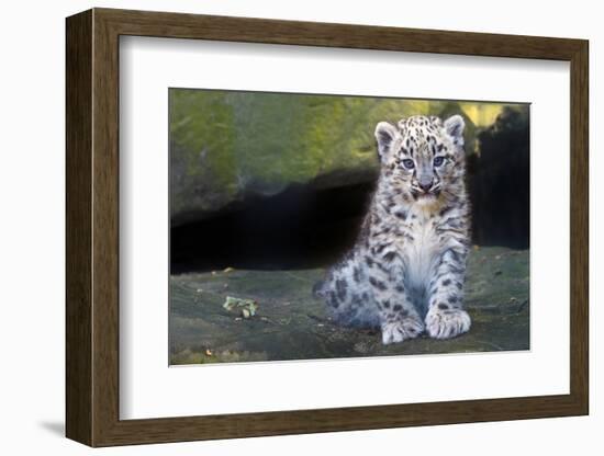 Snow leopard (Panthera uncia) cub age three months, captive-Edwin Giesbers-Framed Photographic Print