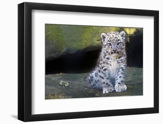 Snow leopard (Panthera uncia) cub age three months, captive-Edwin Giesbers-Framed Photographic Print