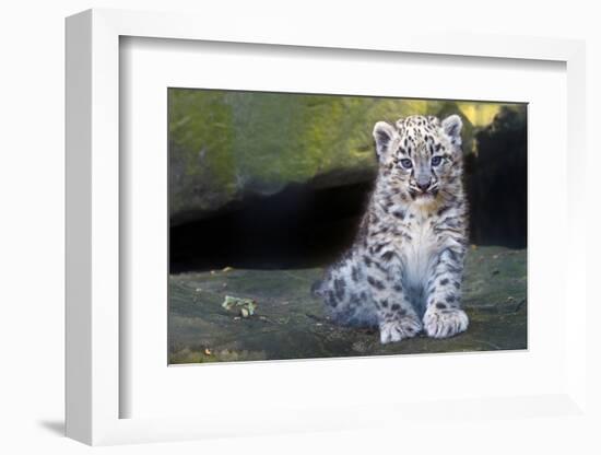 Snow leopard (Panthera uncia) cub age three months, captive-Edwin Giesbers-Framed Photographic Print