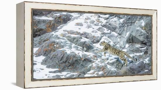 Snow Leopard (Panthera Uncia) Hemis National Park, India, February-Wim van den Heever-Framed Premier Image Canvas