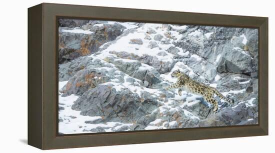 Snow Leopard (Panthera Uncia) Hemis National Park, India, February-Wim van den Heever-Framed Premier Image Canvas