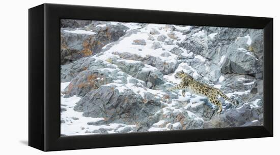 Snow Leopard (Panthera Uncia) Hemis National Park, India, February-Wim van den Heever-Framed Premier Image Canvas