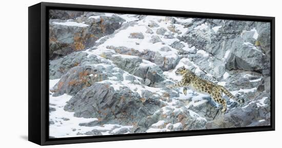 Snow Leopard (Panthera Uncia) Hemis National Park, India, February-Wim van den Heever-Framed Premier Image Canvas