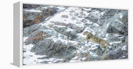 Snow Leopard (Panthera Uncia) Hemis National Park, India, February-Wim van den Heever-Framed Premier Image Canvas