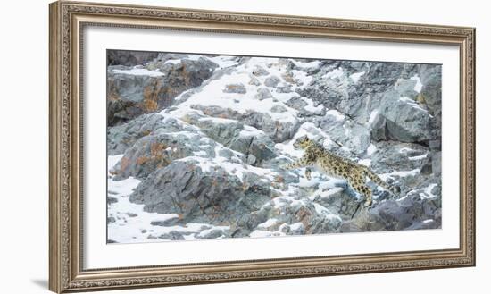 Snow Leopard (Panthera Uncia) Hemis National Park, India, February-Wim van den Heever-Framed Photographic Print