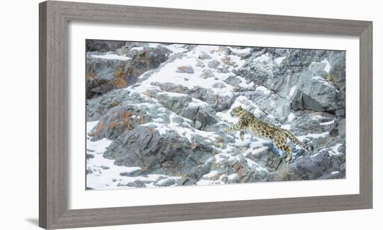 Snow Leopard (Panthera Uncia) Hemis National Park, India, February-Wim van den Heever-Framed Photographic Print