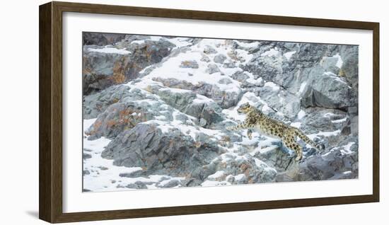 Snow Leopard (Panthera Uncia) Hemis National Park, India, February-Wim van den Heever-Framed Photographic Print