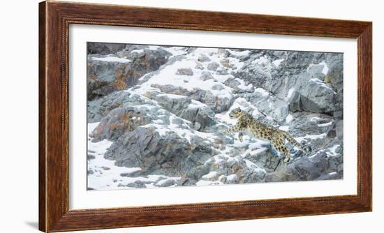 Snow Leopard (Panthera Uncia) Hemis National Park, India, February-Wim van den Heever-Framed Photographic Print