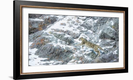 Snow Leopard (Panthera Uncia) Hemis National Park, India, February-Wim van den Heever-Framed Photographic Print