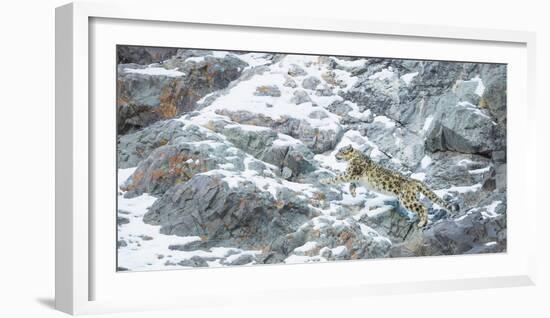 Snow Leopard (Panthera Uncia) Hemis National Park, India, February-Wim van den Heever-Framed Photographic Print