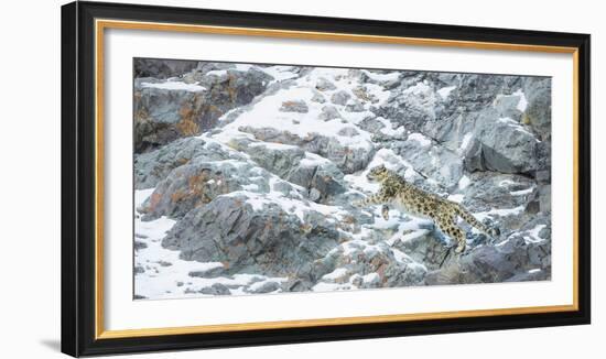 Snow Leopard (Panthera Uncia) Hemis National Park, India, February-Wim van den Heever-Framed Photographic Print