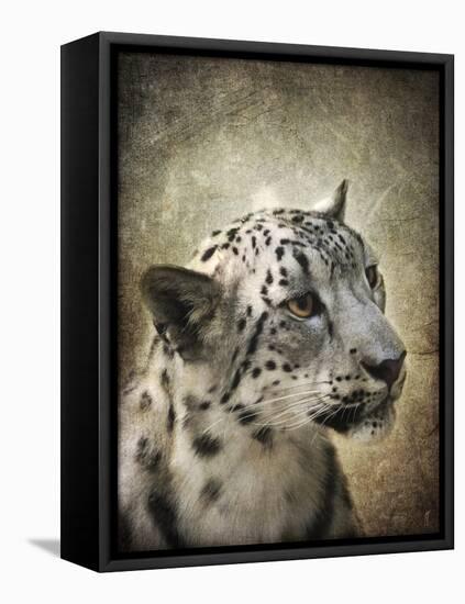 Snow Leopard Portrait-Jai Johnson-Framed Premier Image Canvas