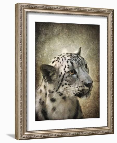 Snow Leopard Portrait-Jai Johnson-Framed Giclee Print