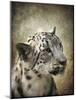 Snow Leopard Portrait-Jai Johnson-Mounted Giclee Print