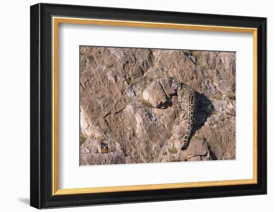 Snow Leopard rear view on rocks, Mongolia-Hermann Brehm-Framed Photographic Print