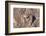 Snow Leopard rear view on rocks, Mongolia-Hermann Brehm-Framed Photographic Print