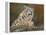 snow leopard rock-David Stribbling-Framed Stretched Canvas