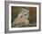 snow leopard rock-David Stribbling-Framed Art Print