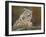 snow leopard rock-David Stribbling-Framed Art Print