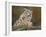 snow leopard rock-David Stribbling-Framed Art Print