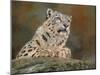 snow leopard rock-David Stribbling-Mounted Art Print