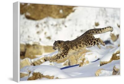 チャールズリンブラッグ\"snow reopard\" a-snow-leopard-stealthily-