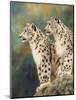 snow leopard's rock-David Stribbling-Mounted Art Print