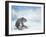 Snow Leopard Sitting on the Rock-Svetlana Foote-Framed Photographic Print