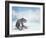 Snow Leopard Sitting on the Rock-Svetlana Foote-Framed Photographic Print