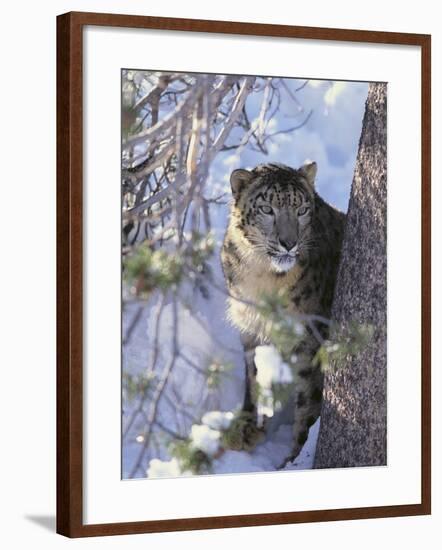 Snow Leopard Sitting under Tree-DLILLC-Framed Photographic Print