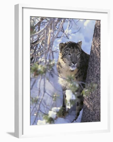 Snow Leopard Sitting under Tree-DLILLC-Framed Photographic Print