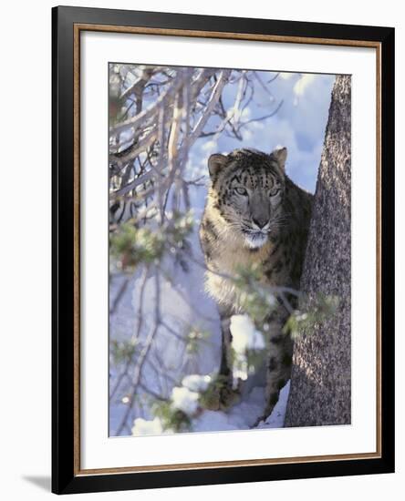 Snow Leopard Sitting under Tree-DLILLC-Framed Photographic Print